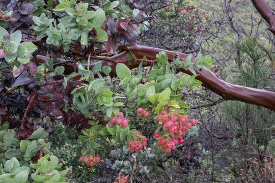 Слика од Arctostaphylos refugioensis Gankin