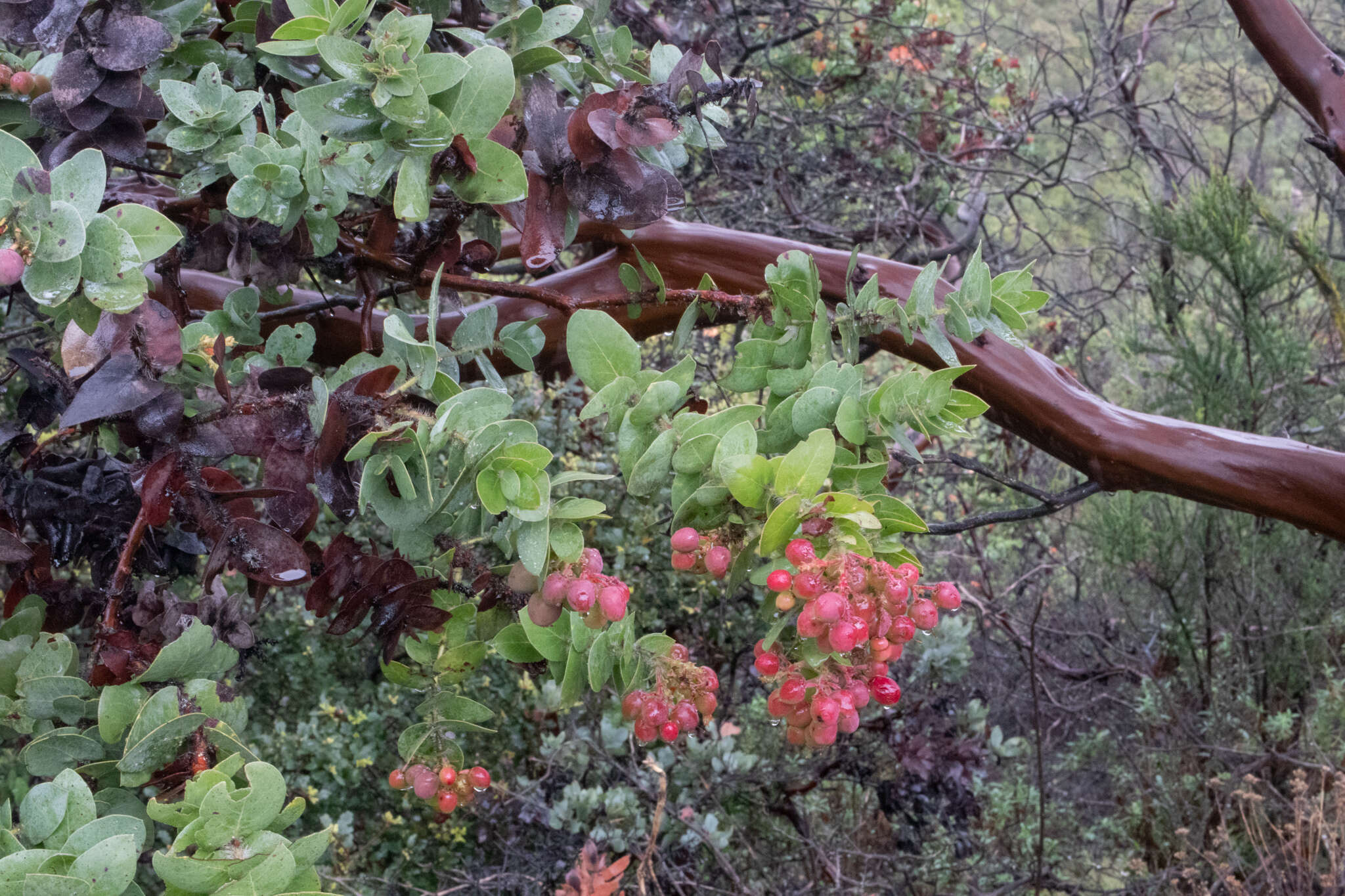 Слика од Arctostaphylos refugioensis Gankin