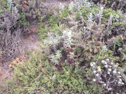 Image of Pearly Everlasting