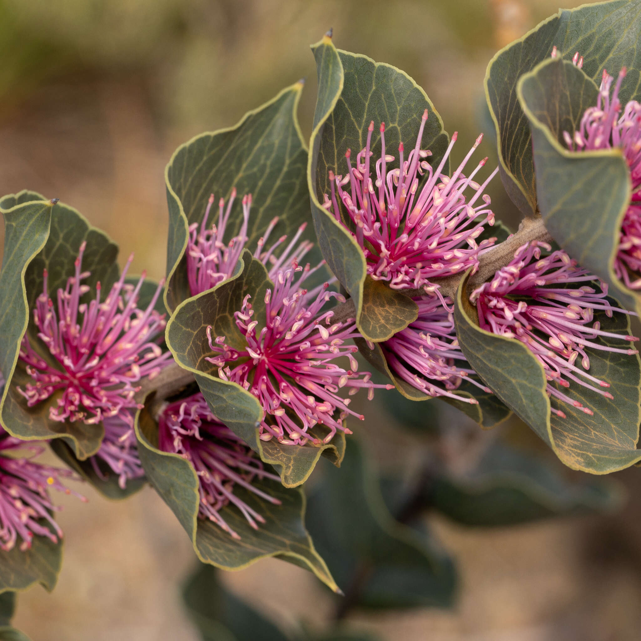 Image of Hakea cucullata R. Br.