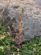 Image of Hudson Bay eyebright