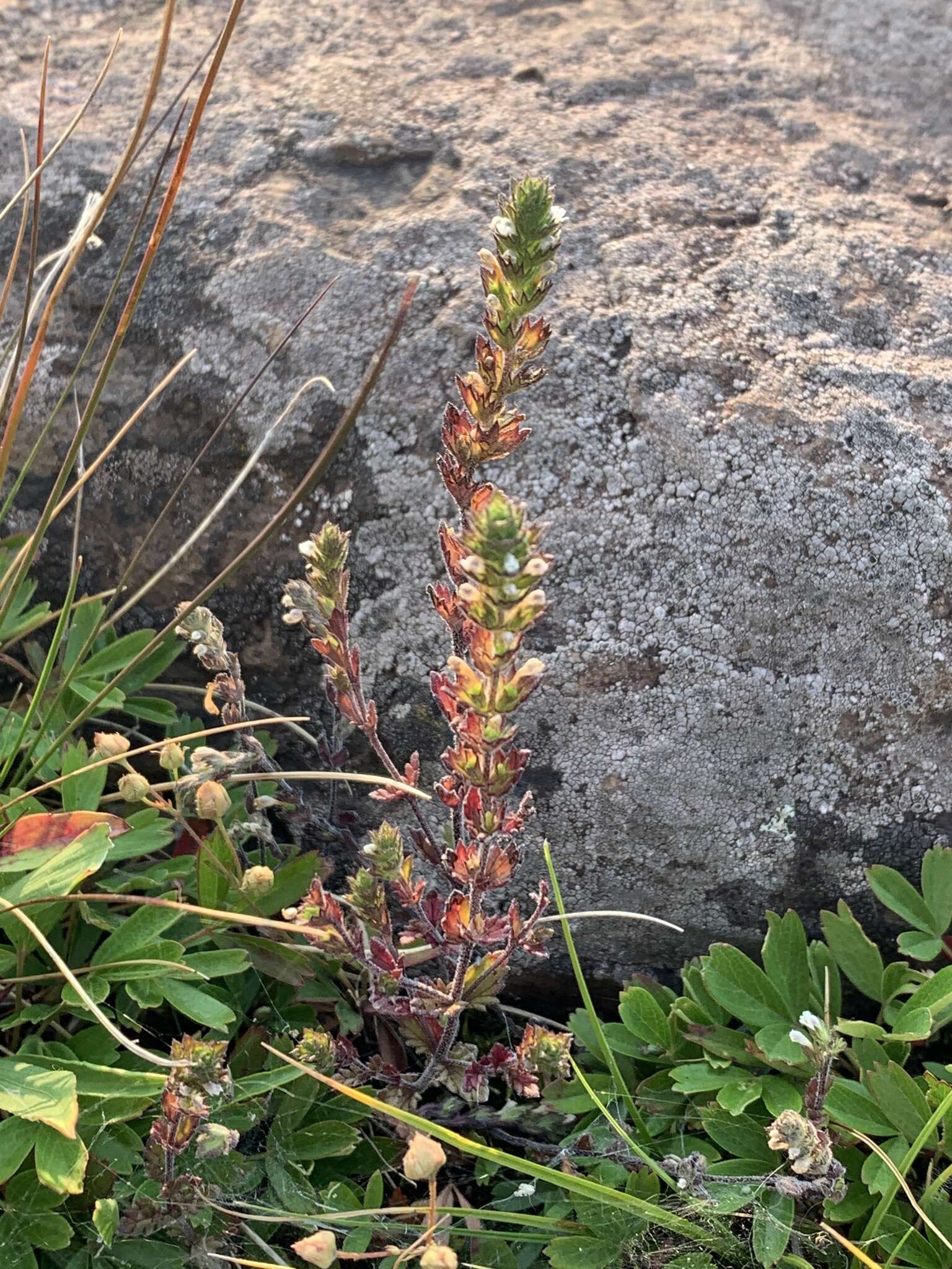 Image of Hudson Bay eyebright