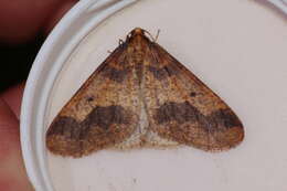 Image of mottled umber