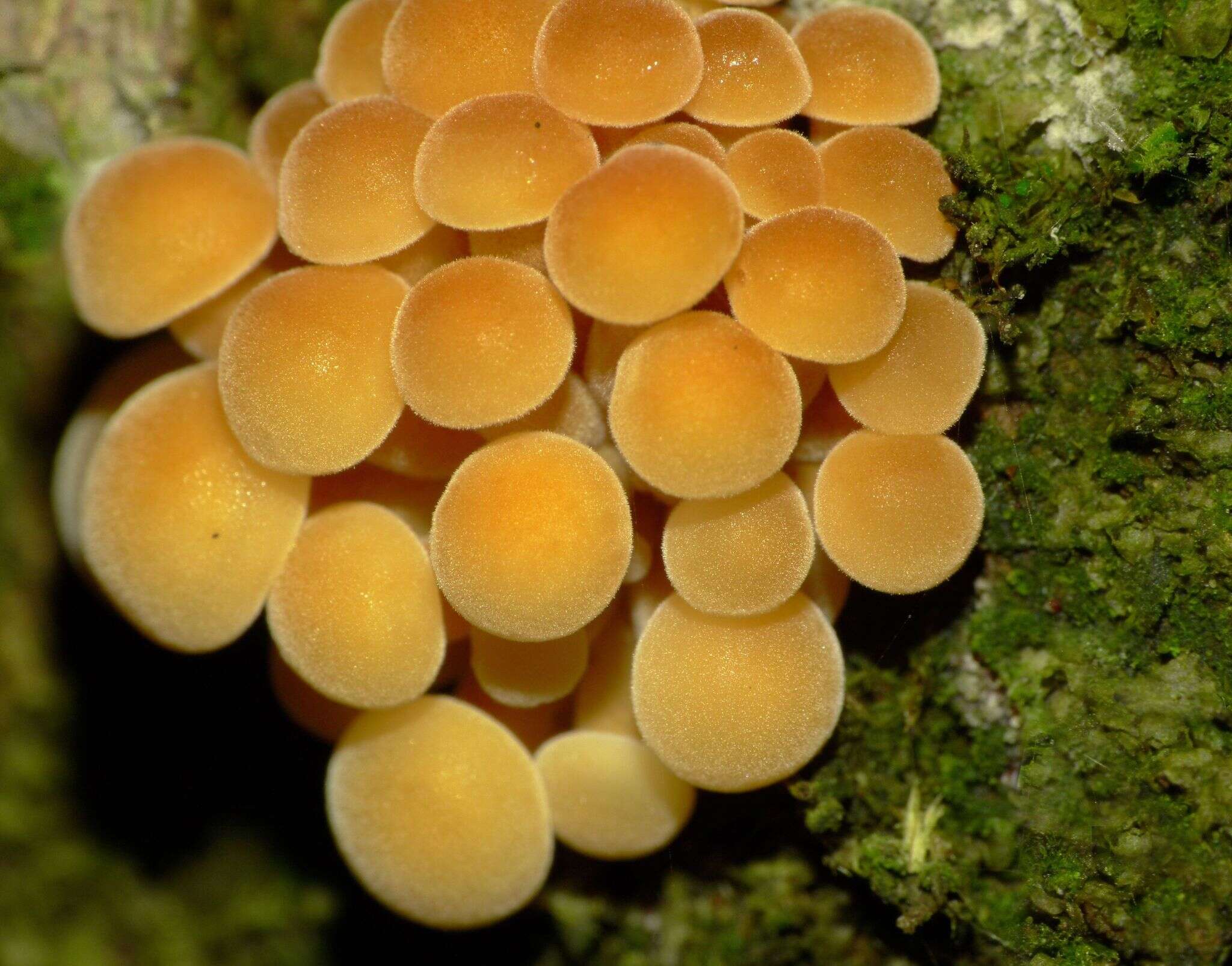 Plancia ëd Flammulina velutipes (Curtis) Singer 1951