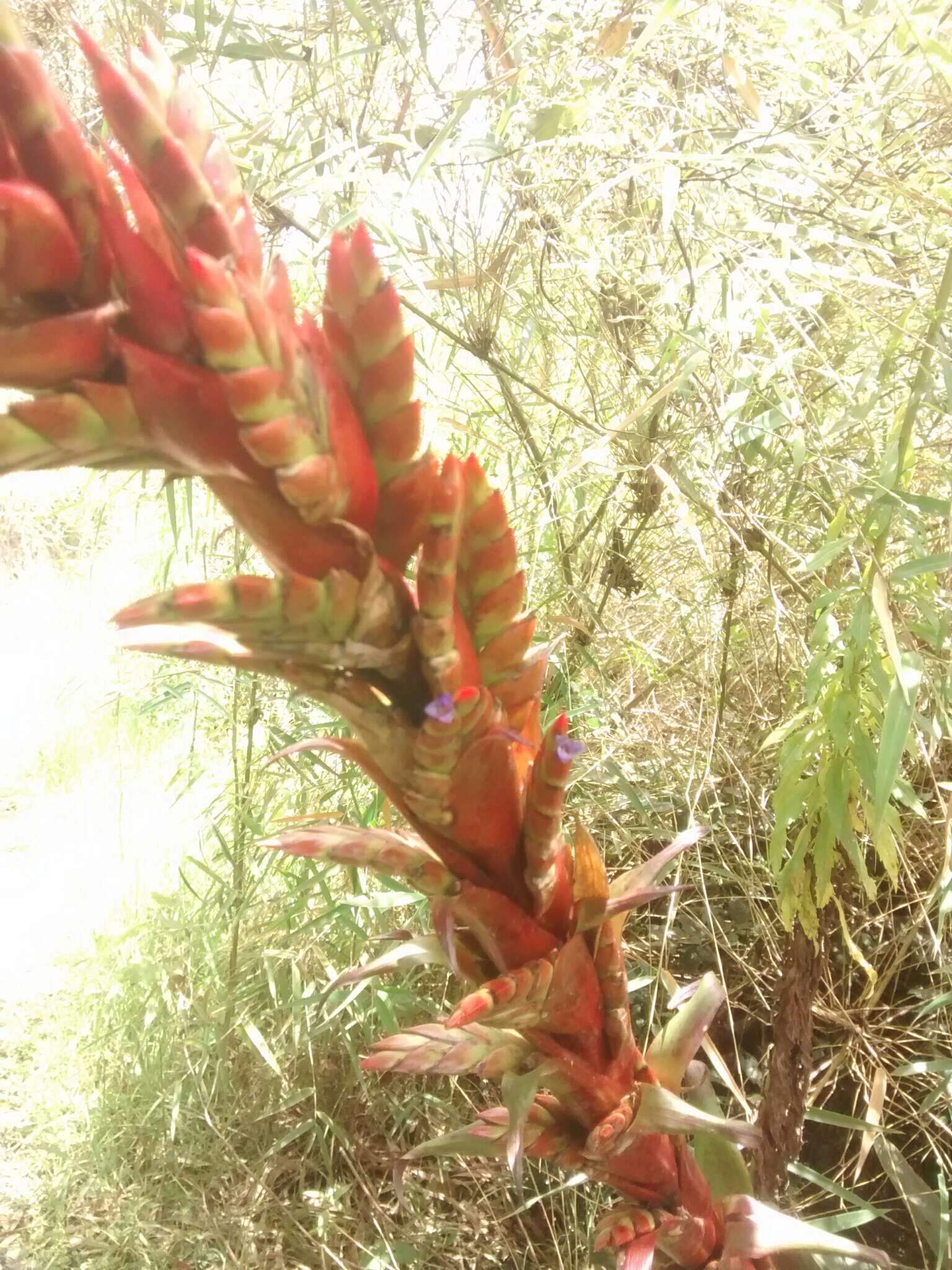 Imagem de Tillandsia pastensis André