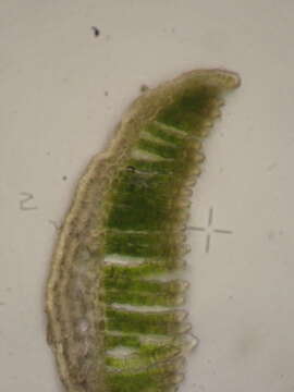 Image of <i>Polytrichastrum septentrionale</i>