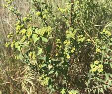 Image of Geraldton carnation weed