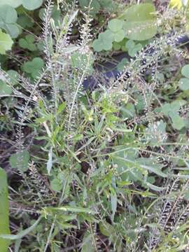 صورة Lepidium africanum (Burm. fil.) DC.