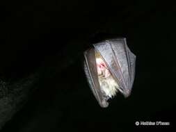 Image of Lesser Horseshoe Bat