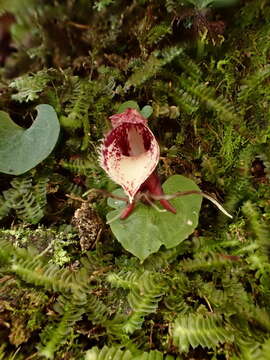 Image of Corybas taiwanensis T. P. Lin & S. Y. Leu