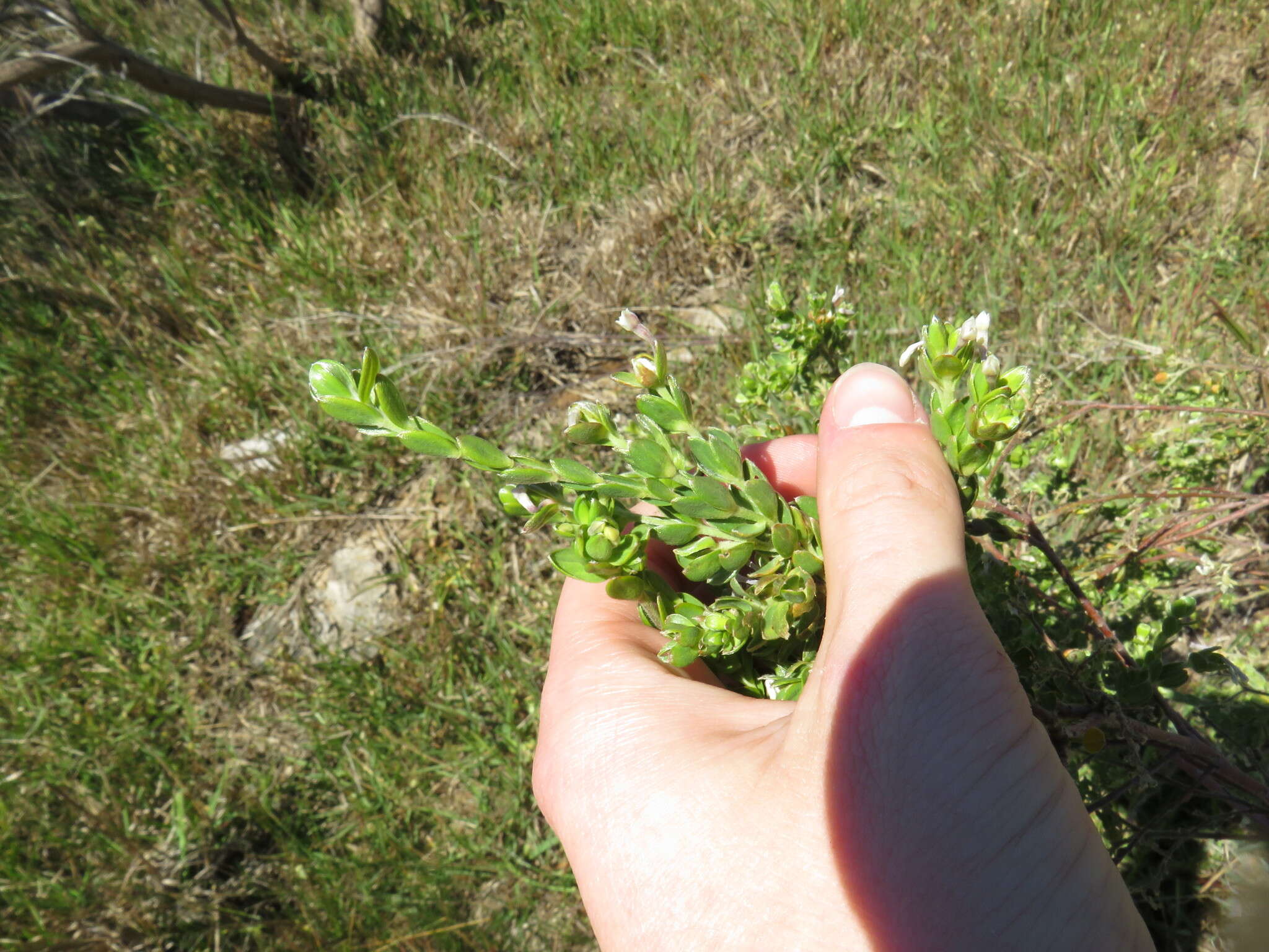 Image of Gnidia sericea (L.) L.