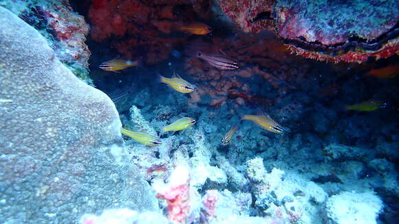 Image of Coral cardinalfish