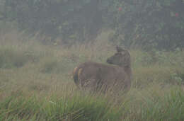 Image of Sri Lankan sambar deer