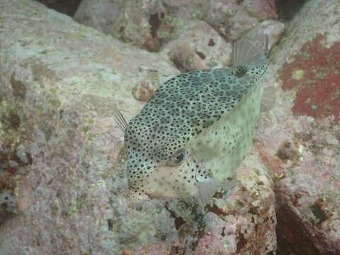 Image of Horn-nosed boxfish