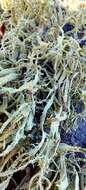 Imagem de Ramalina polymorpha (Lilj.) Ach.