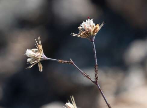 Imagem de Acanthoscyphus parishii (Parry) Small