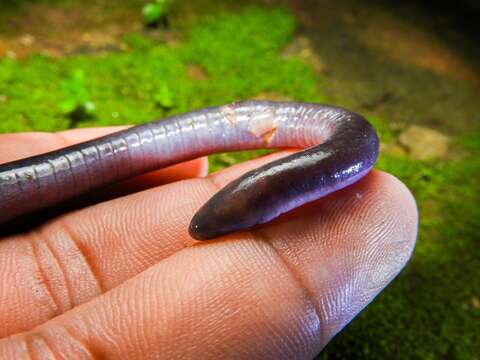 Image of Caecilia subnigricans Dunn 1942