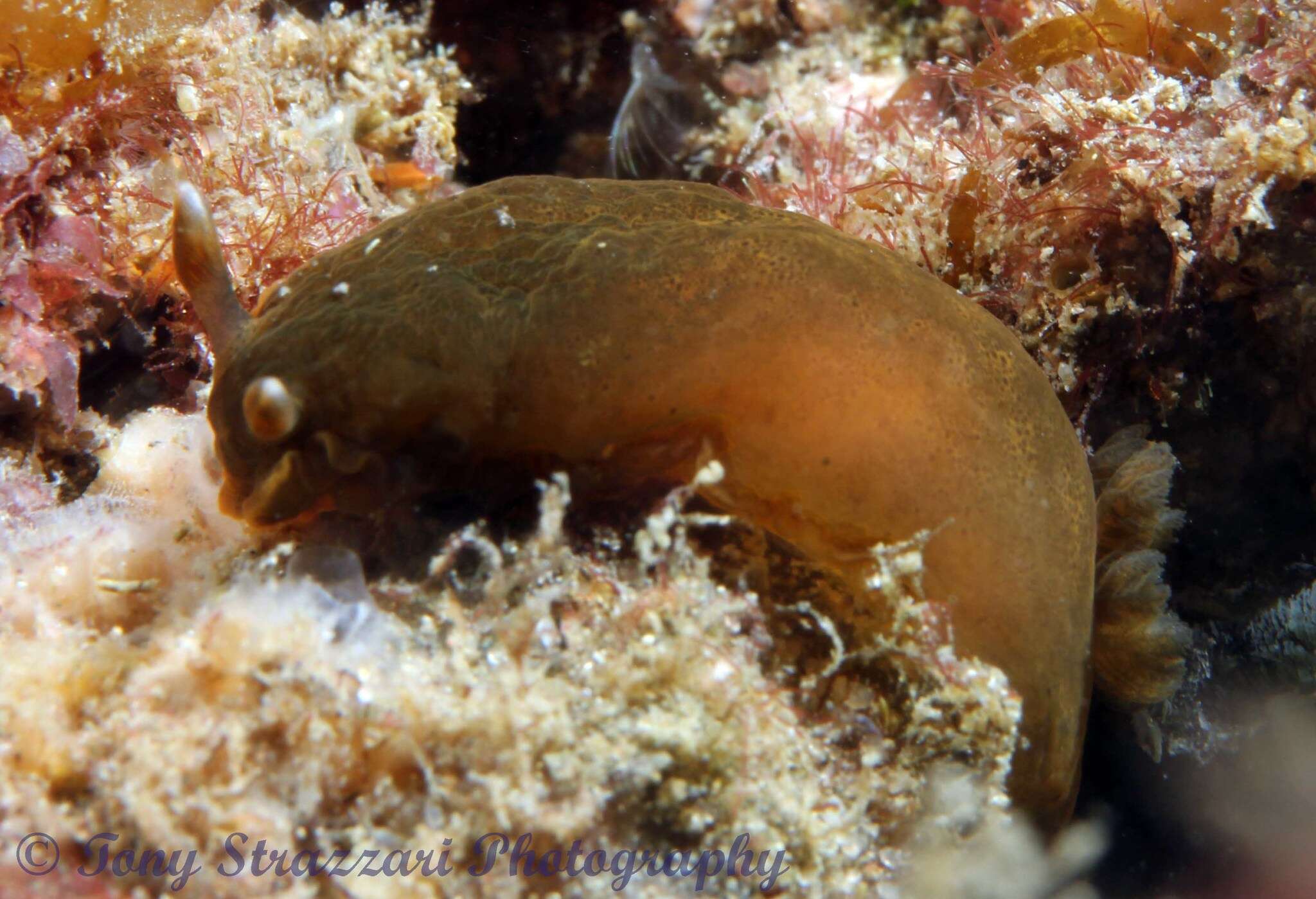 Image of Dendrodoris fumata (Rüppell & Leuckart 1830)