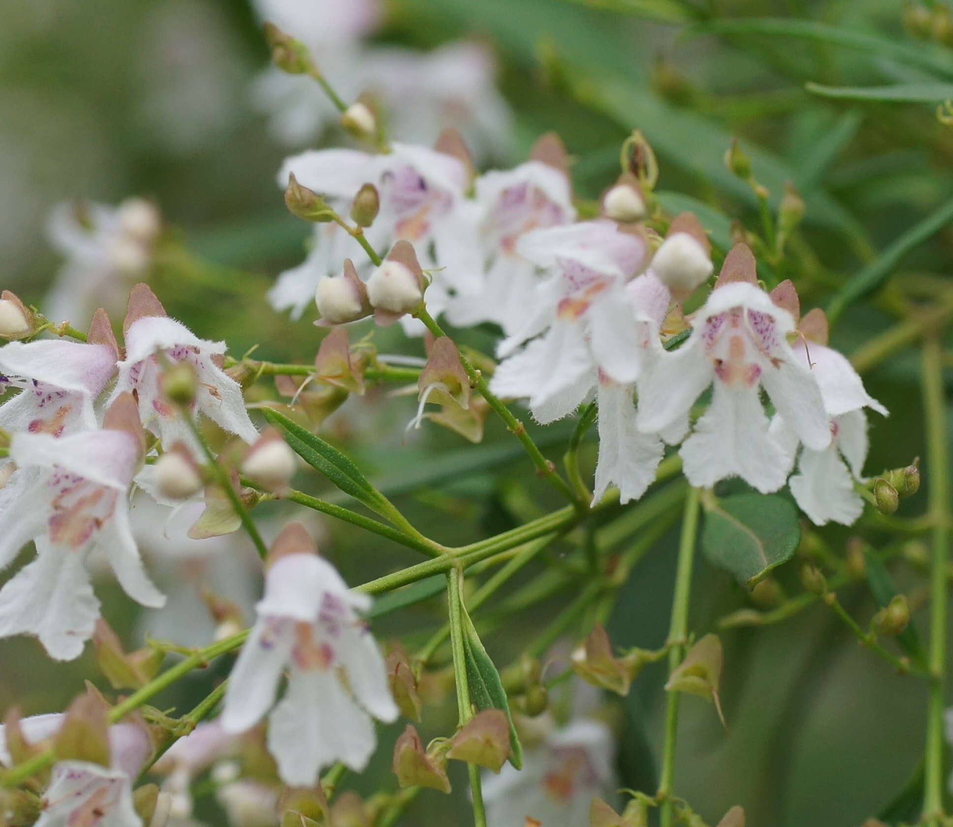 Слика од Prostanthera lasianthos Labill.