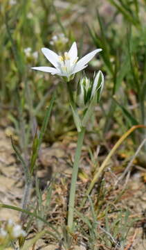 Imagem de Ornithogalum navaschinii Agapova