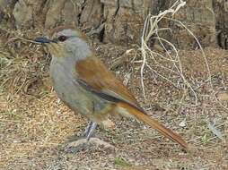 Image of Rufous-tailed Palm Thrush