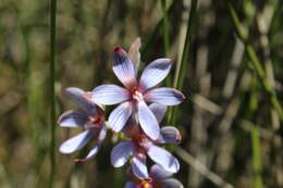 صورة Thelymitra canaliculata R. Br.