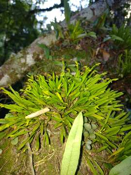 Image of Acianthera sonderiana (Rchb. fil.) Pridgeon & M. W. Chase