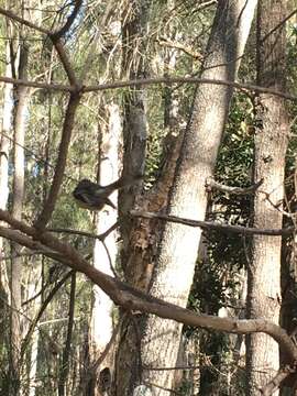 Image of Grey Fantail