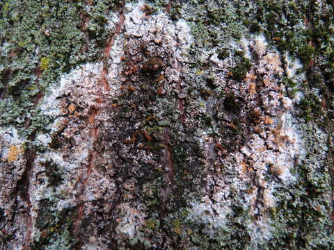 Image of Athelia arachnoidea (Berk.) Jülich 1972