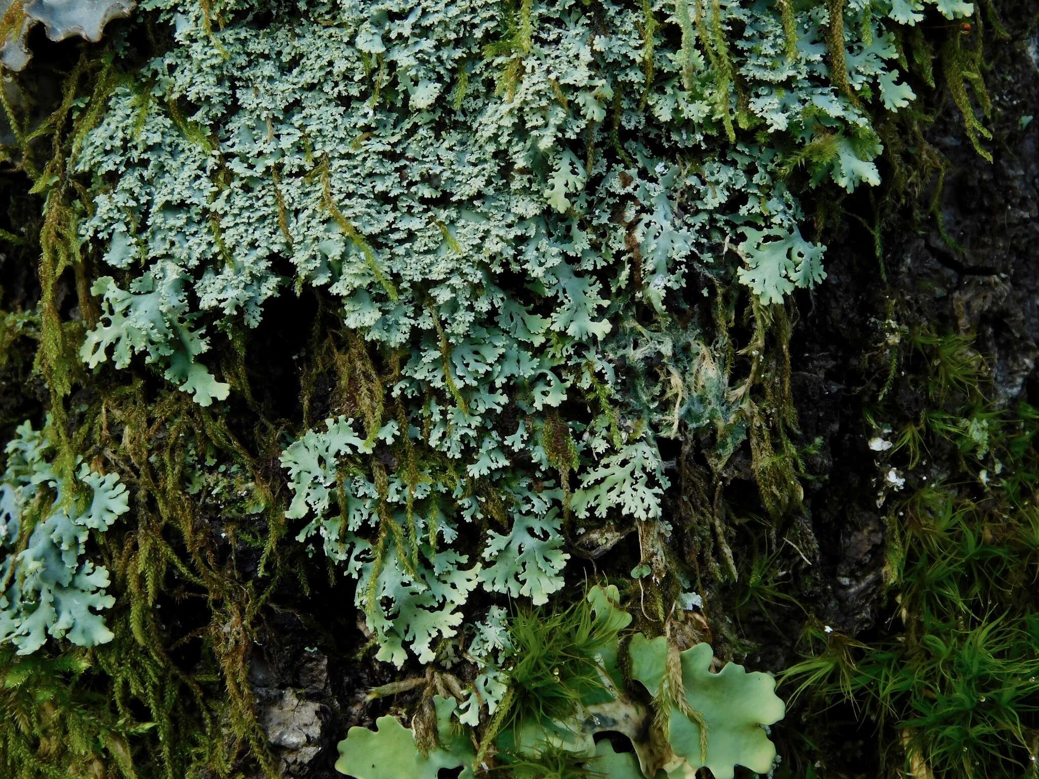 Image of Casarett's shield lichen