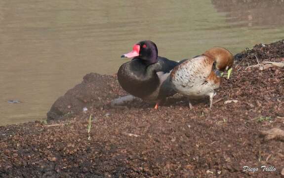 Image of Rosy-billed Pochard