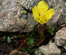 Plancia ëd Saxifraga chrysantha A. Gray