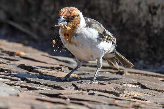 Image of Red-cowled Cardinal