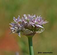 Image of black garlic