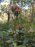 Saussurea latifolia Ledeb. resmi