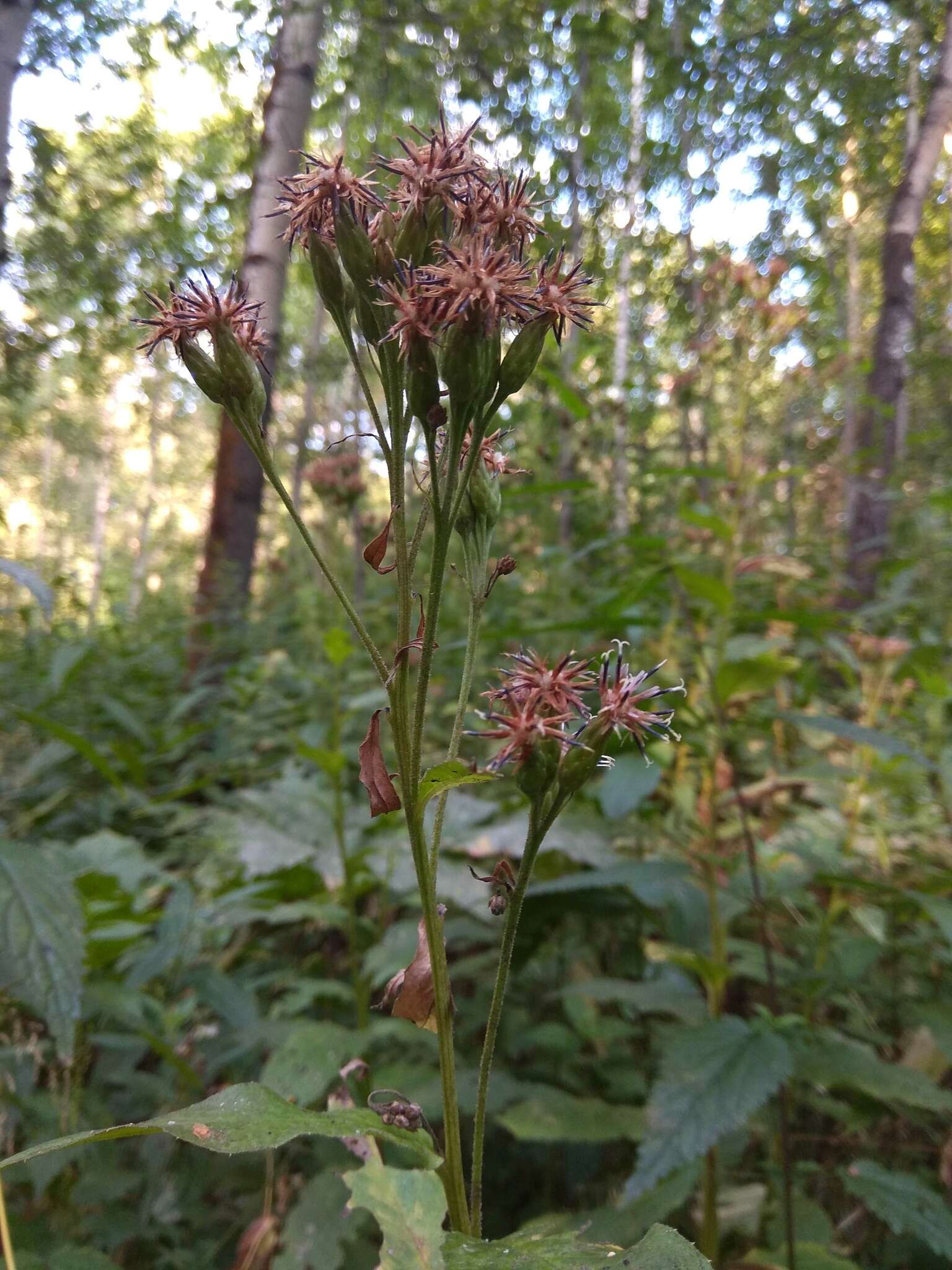 Saussurea latifolia Ledeb. resmi