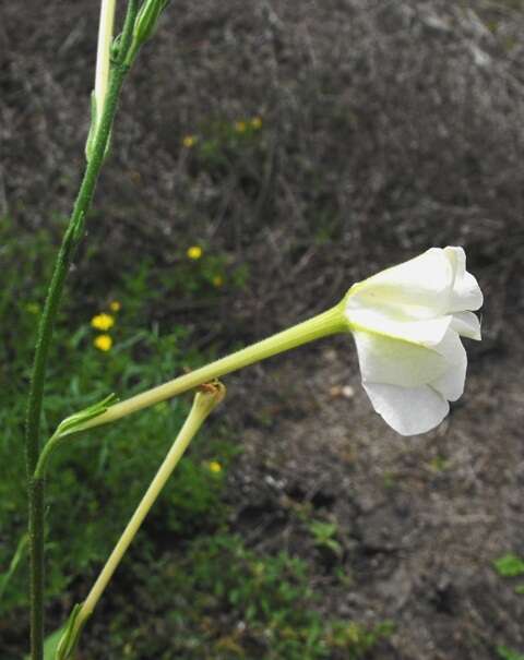 Image de Nicotiana megalosiphon Heurck & Muell.-Arg.