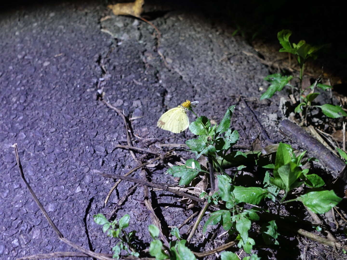 Image de Eurema blanda (Boisduval 1836)