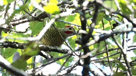 Image of Golden-olive Woodpecker