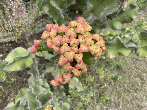 Image of Euphorbia bussei Pax