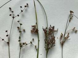 Imagem de Juncus alpinoarticulatus Chaix