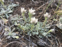 Imagem de Antennaria parvifolia Nutt.