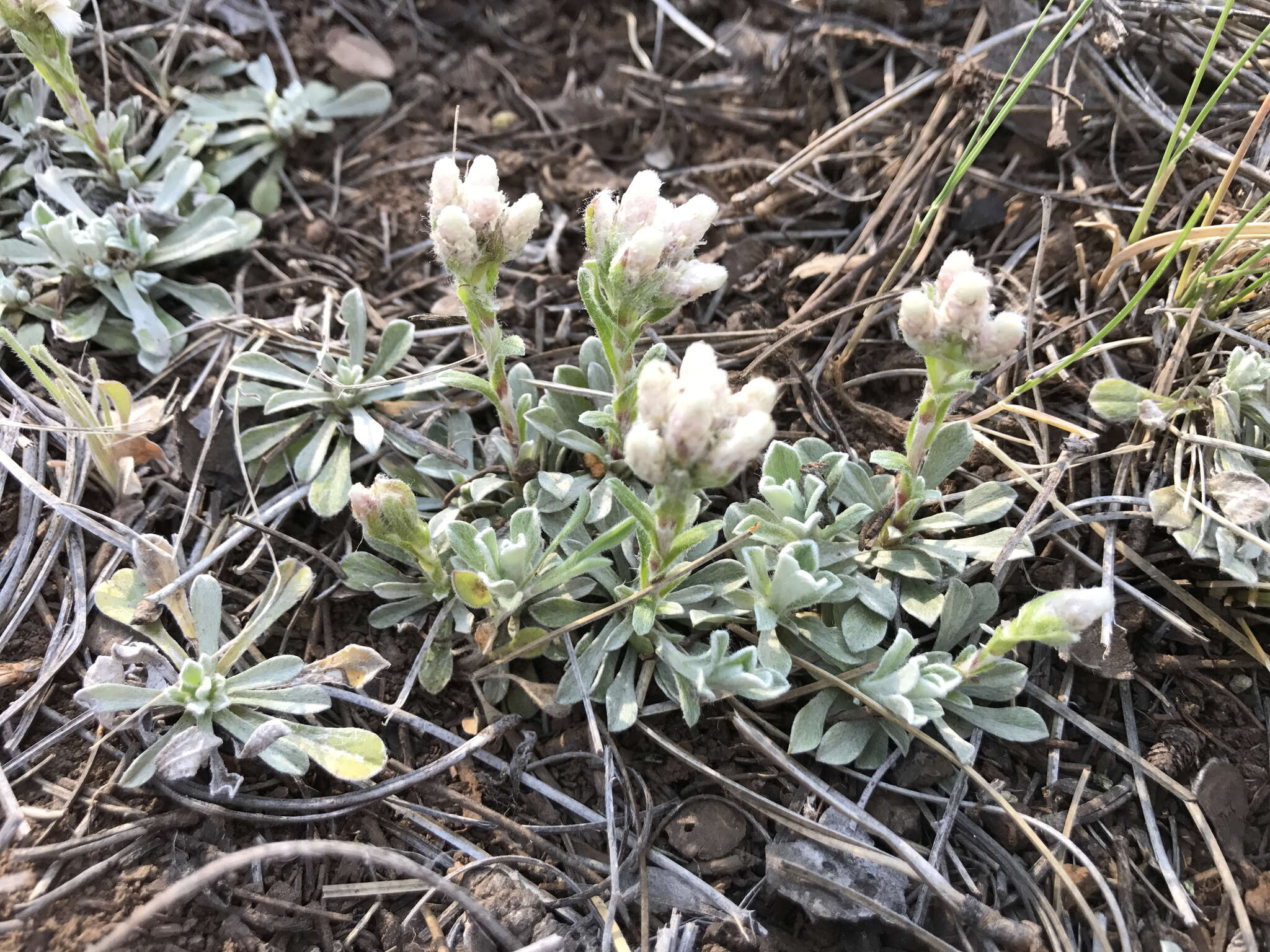 Imagem de Antennaria parvifolia Nutt.