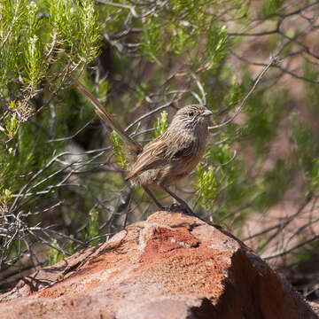 Image of Thick-billed Grasswren