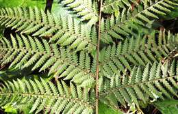 Image of Tree fern