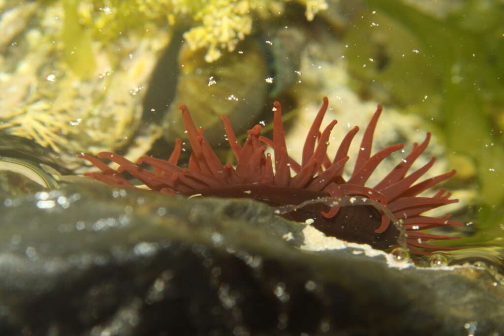 Image of Red Waratah Anemone