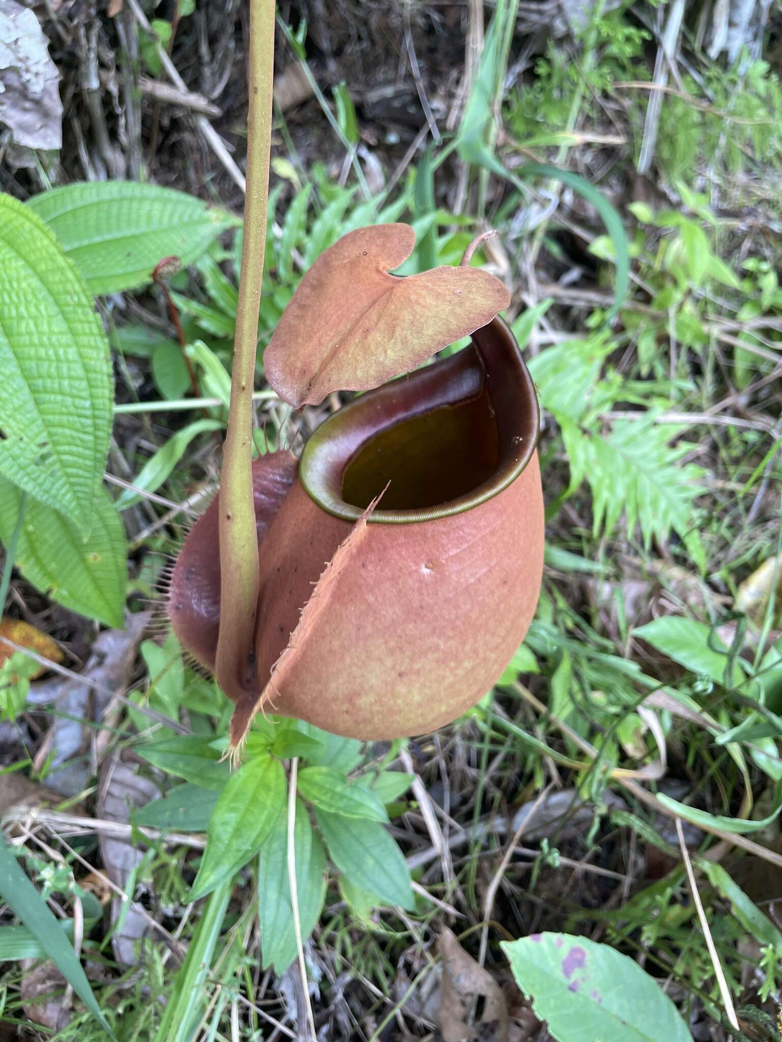 Image of Fanged pitcher plant