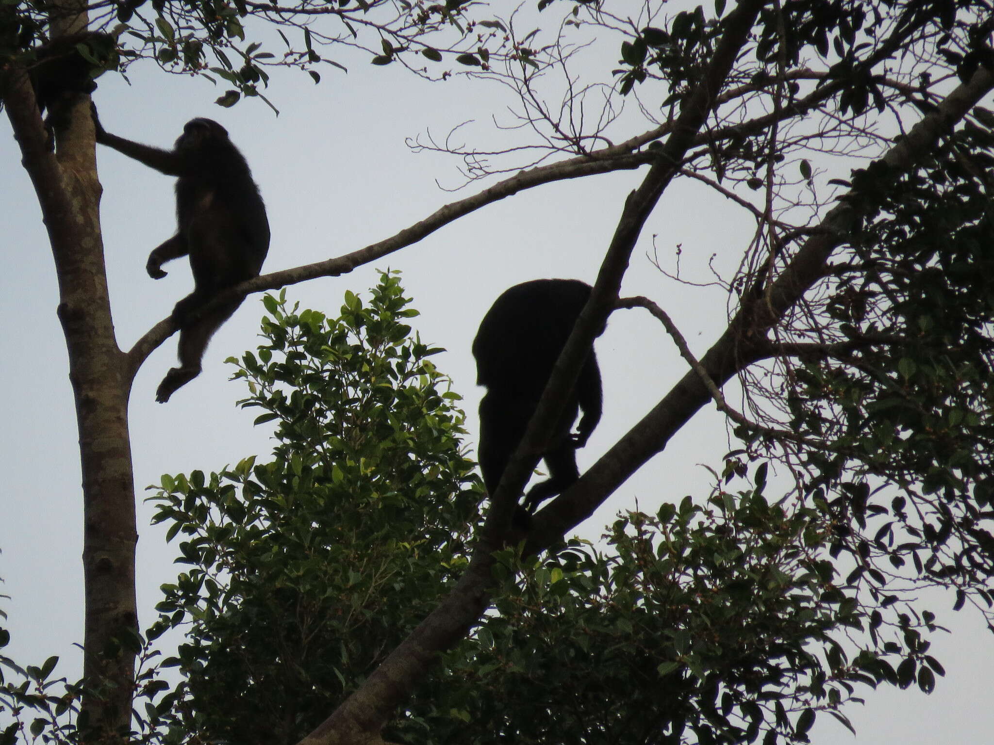 Macaca hecki (Matschie 1901) resmi