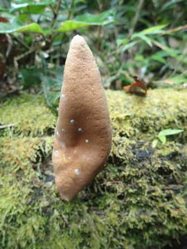 Image of Xylaria telfairii (Berk.) Sacc.