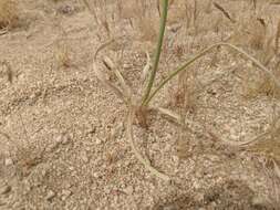 Image of desert deathcamas